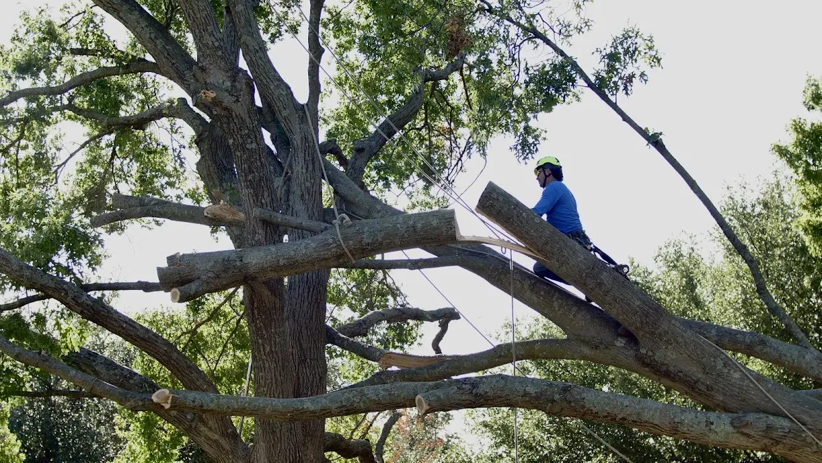 Professional Crown Thinning performed by certified arborists in Purdy