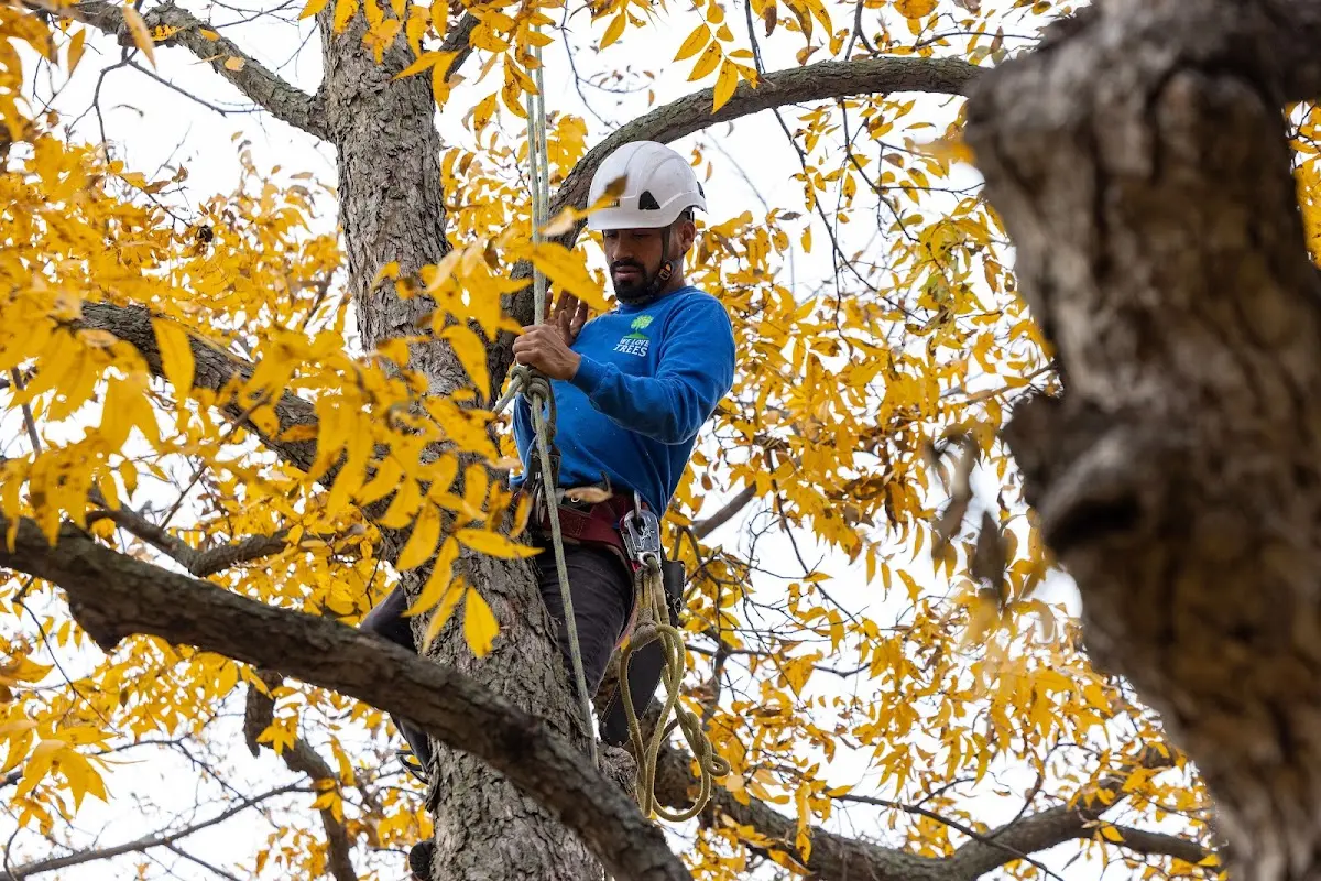 Skilled Tree Transplanting crew working in Purdy